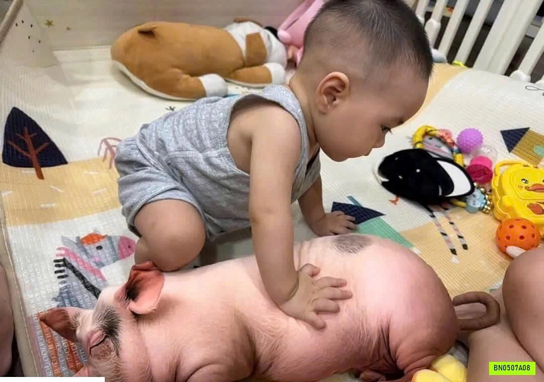 GẤU BÔNG HEO CON