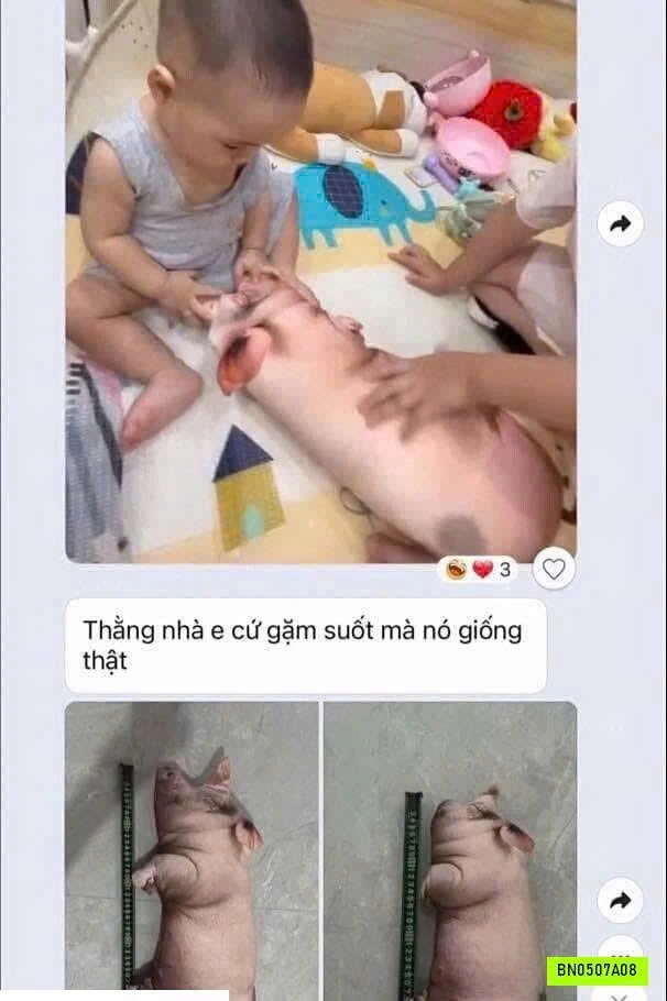 GẤU BÔNG HEO CON