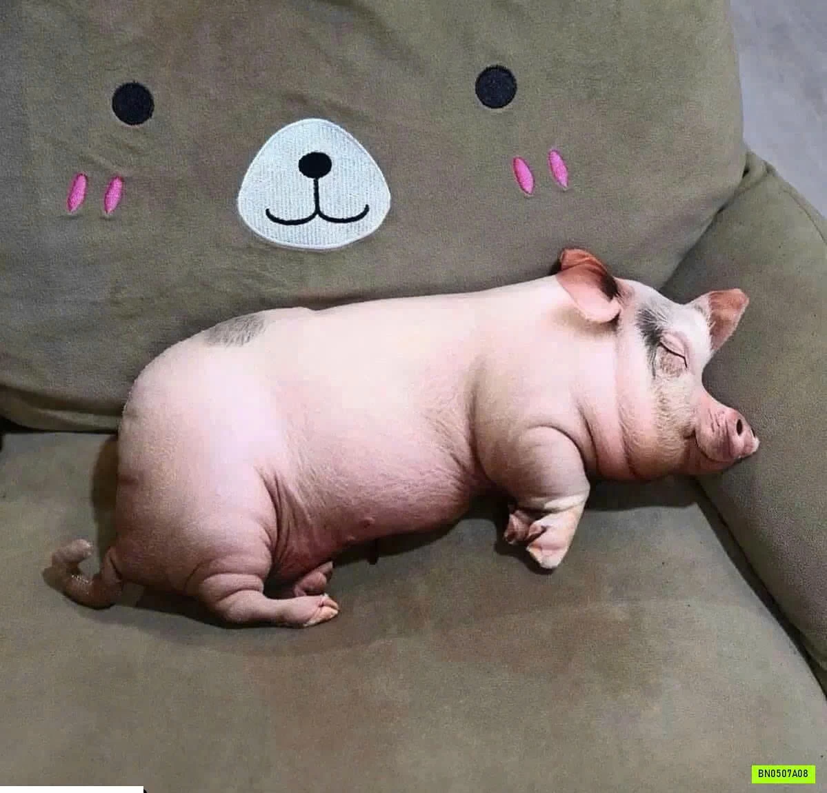 GẤU BÔNG HEO CON