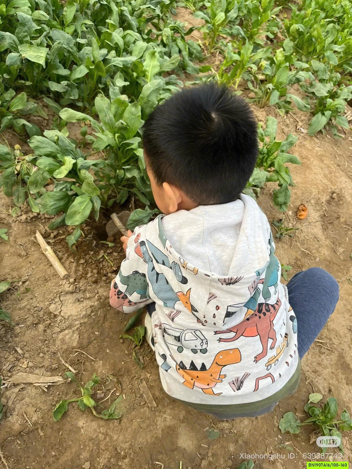 KHOÁC COTTON KHỦNG LONG MALWEE