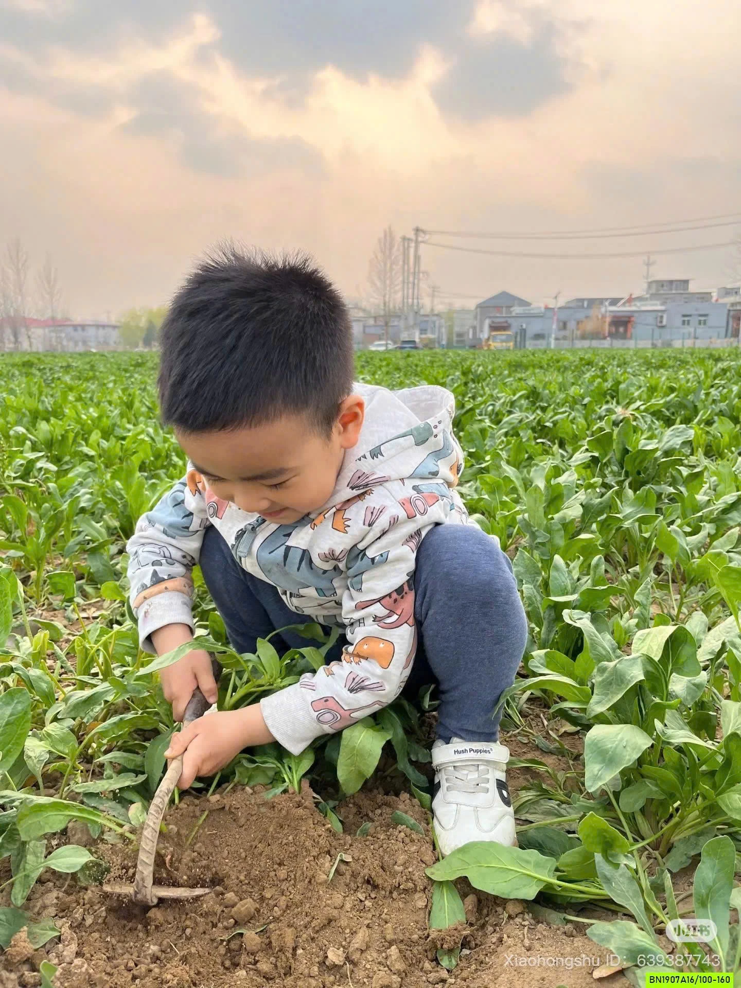 KHOÁC COTTON KHỦNG LONG MALWEE
