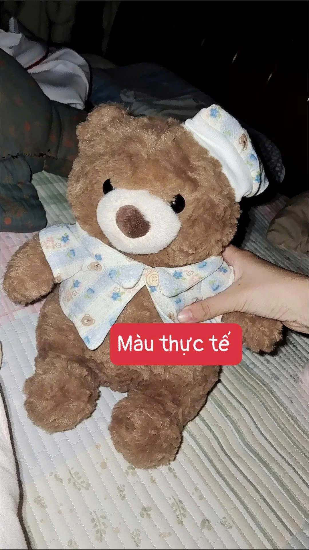 GẤU NÂU NGỘ NGHĨNH